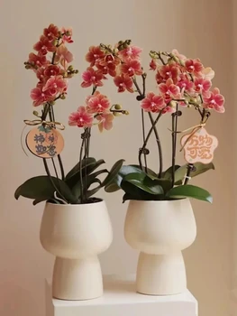 Скандинавский креативный простой белый керамический цветочный горшок, ваза, легкое роскошное украшение для дома, современная декоративная ваза ins